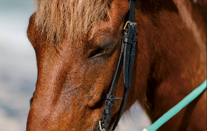 Vaccini quali? Nella medicina del cavallo, le vaccinazioni ormai routinarie sono quelle antinfluenzale e antitetanica