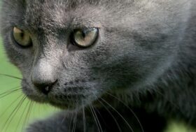 Oggi 17 febbraio è la giornata nazionale del GATTO, le 7 credenze da sfatare sulla cura del felino di casa