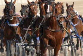 Resoconto corse di Domenica 7 Giugno all’Ippodromo di Bologna