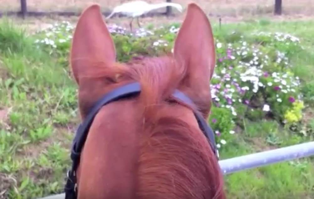 L'attenzione nella relazione tra uomo e cavallo in Human Horse Sensing di  Alessandra Deerinck - Il Portale del Cavallo
