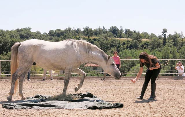 HUMAN HORSE SENSING: il corso per la relazione uomo-cavallo di Alessandra Deerinck