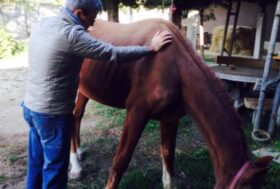 La salute del cavallo al centro