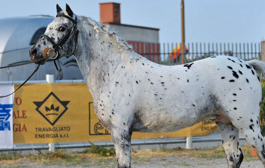 Allevare Pony Sportivi in Italia, i maculati Knabstrupper
