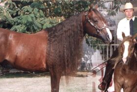 Nuovi corsi in programma da gennaio a giugno alla Western Riding High School di Ferruccio Badi