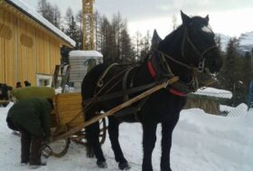 Un giro in slitta? Prego accomodateVi