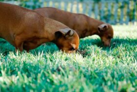 IL VOMITO A DIGIUNO NEL CANE: le cause e come trattarlo