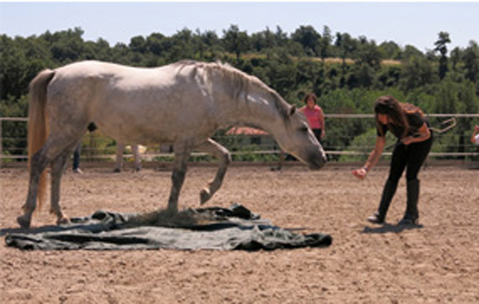 Alessandra Deerinck, i miei corsi di Human Horse Sensing