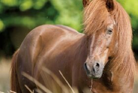 LA ZANZARA: peggior nemico dell’uomo e degli animali. Sono 2.000.000 ogni anno le vittime delle sue punture