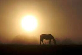 Elezioni F.I.S.E. 2012: in attesa che una nuova “alba” illumini il mondo equestre, qualcosa si muove nel segno della speranza