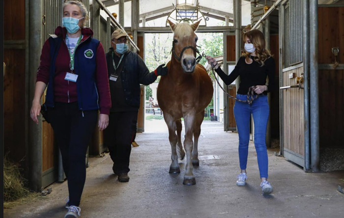 A Niguarda un intervento mediato dal cavallo, per alleviare lo stress emotivo del personale impegnato nella cura dei pazienti covid