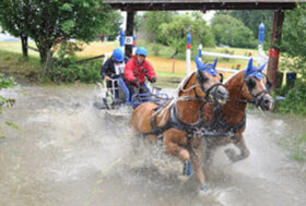 VERSO I MONDIALI PONY 2011 A LIPICA (SLO)