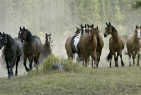 Veterinaria e Mascalcia: Che il cavallo possa dormire in piedi è un fatto risaputo ma chi sa perché lo faccia e come vi riesca?