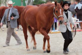 Let’s begin the show: più di 80 cavalli hanno partecipato al primo show 2014 dedicato al Quarter Horse