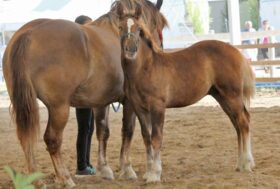 Progetto Equinbio, innovazione e biodiversità per le razze equine e asinine