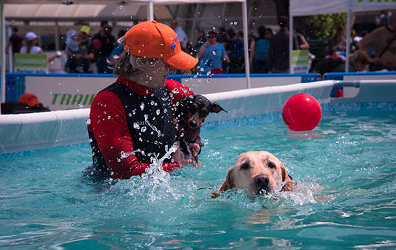 Divertirsi all'aperto con il tuo pet: sport e giochi per cani da