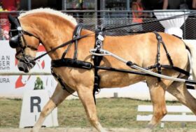 HAFLINGER: una stella a un passo dal cielo!