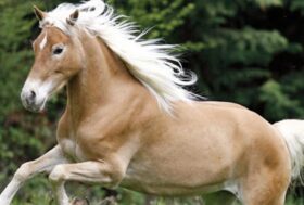 Progetto Equinbio: Haflinger