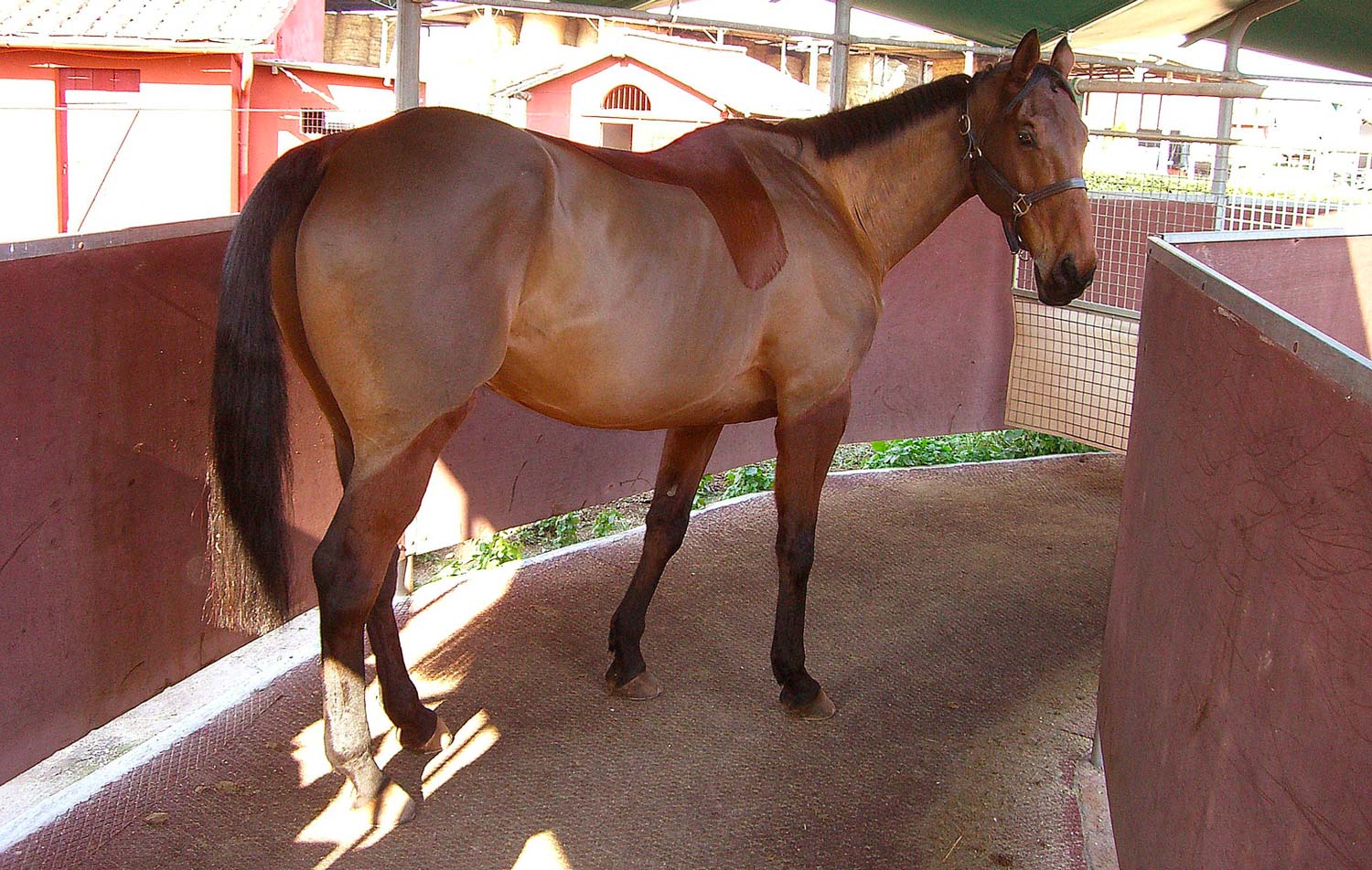 La giostra per i cavalli è sempre più diffusa nelle scuderie ed è considerata un vero e proprio plus tra i servizi offerti dai centri ippici.