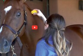 Difendi il tuo cavallo con EQUI-SPOT