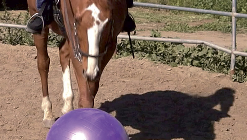 Human horse sensing: Giocare a palla con i cavalli