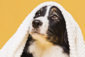 Bagnetto come e quando. Un cane pulito è anche un cane sano, adulto o cucciolino…