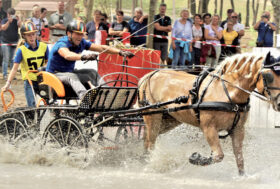 Mondo Equestre ed Attualità. Aggiungi un Annuncio o la tua Attività!