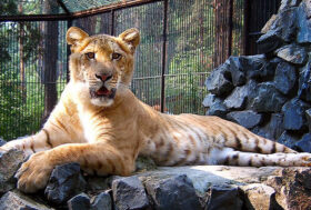 Dal sito della LAV: ibrido leone-tigre fugge da un circo e sgozza un pony, vietare circo con animali!