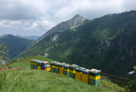 Il Presidio Slow Food dei mieli alpini d’alta montagna si allarga. Otto nuovi apicoltori coinvolti in altre due regioni d’Italia