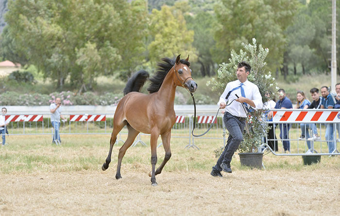 Casco Equitazione Horses Executive