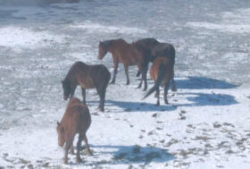 Italian Horse Protection Onlus: per il cavallo Pentro segnalazioni e denunce fin dal 2016