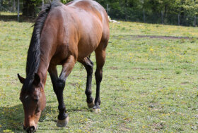 LAV: Carabinieri forestali sequestrano cavalla in presunto stato di abbandono e la affidano alla LAV