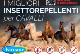 I migliori insettorepellenti per cavalli