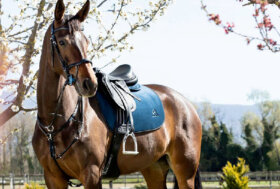 Novità ACavallo: Briglie, Sottosella, Copriseggio e tanti accessori. Julius K9 per le passeggiate con il tuo cane!