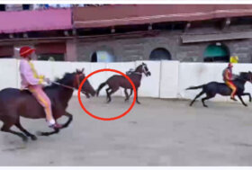 Palio di Siena del 2 luglio: tre cavalli infortunati e ritirati dalla corsa, mentre LA7 incita a frustare i cavalli