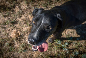 I cani soffrono il caldo: ecco i nostri consigli per aiutarli