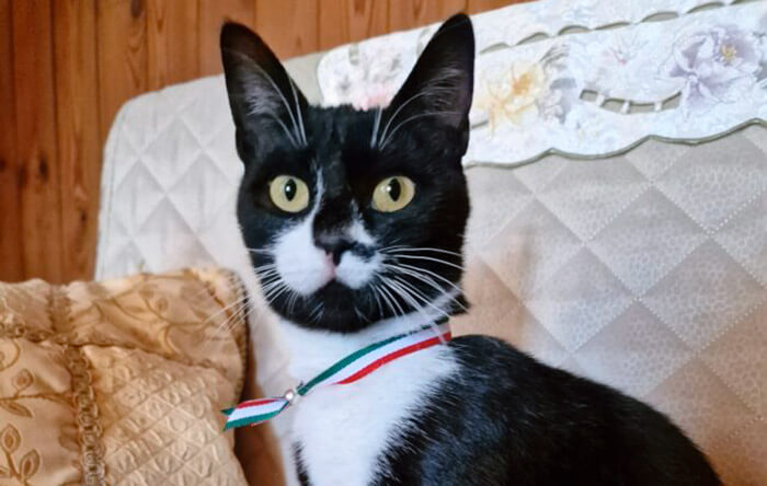Civita d’Antino (Aq), nominata la prima gatta sindaco degli animali