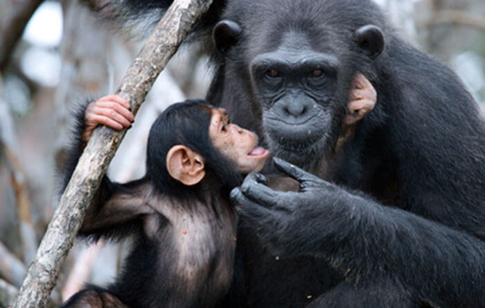 Congo, rapiti tre piccolo scimpanzè: i banditi chiedono un riscatto