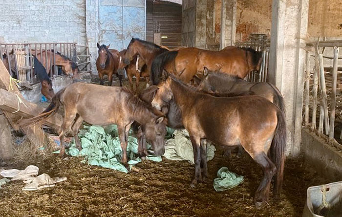 Vicenda di Suno: la fine peggiore per 170 cavalli e bovini