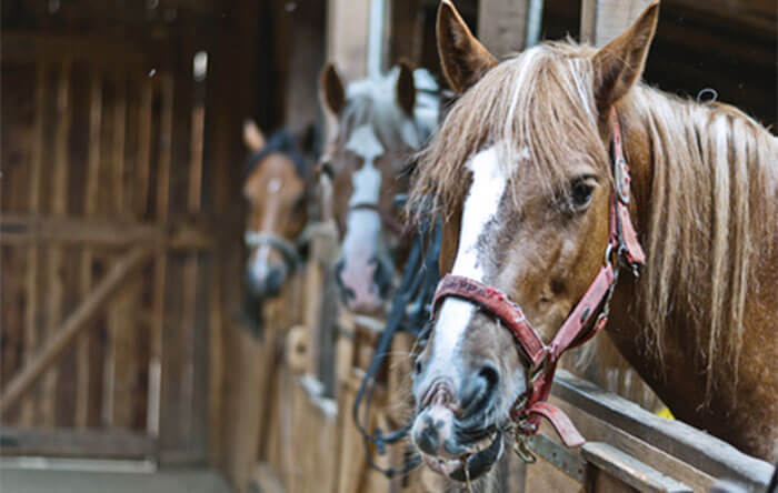 Palma di Montechiaro (AG), incendio in una stalla: morti due cavalli e un pony