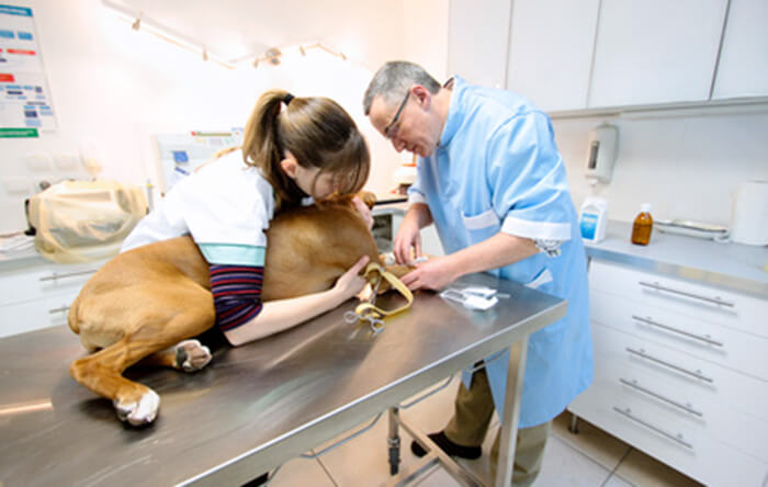 Sanità Pubblica: solo 4500 i veterinari, 3 su 10 hanno più di 60 anni
