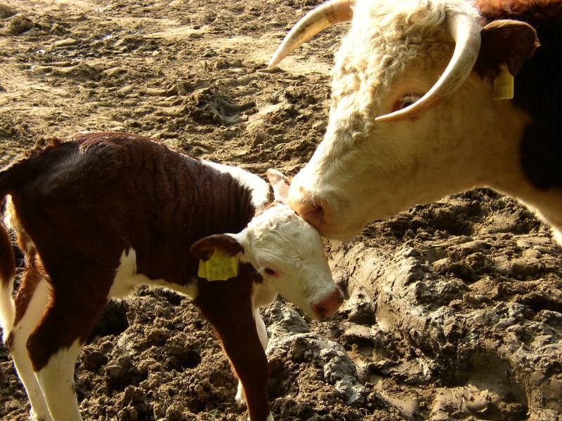 Un intero gregge sgozzato in una notte, animali torturati in una cascina