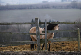 Torino, appello per un cavallo abbandonato in campagna