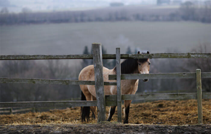 Torino, appello per un cavallo abbandonato in campagna