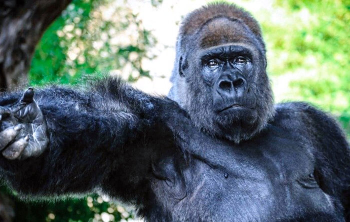 Salviamo Riù il “gorilla triste”, rinchiuso da tantissimi anni in uno zoo della Puglia