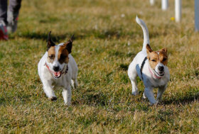 Ippodromo di San Rossore, non solo cavalli, domenica corrono i cani