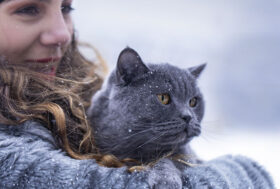 Supreme gatto l’ultima novità in casa Monge