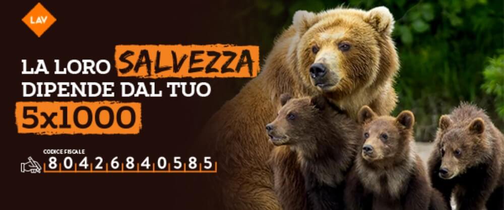 LAV: F36 e’ l’orsa identificata e coinvolta con i cacciatori nel falso attacco di domenica 30 luglio