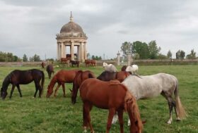 Da mesi reclusi in scuderia i cavalli di Carditello