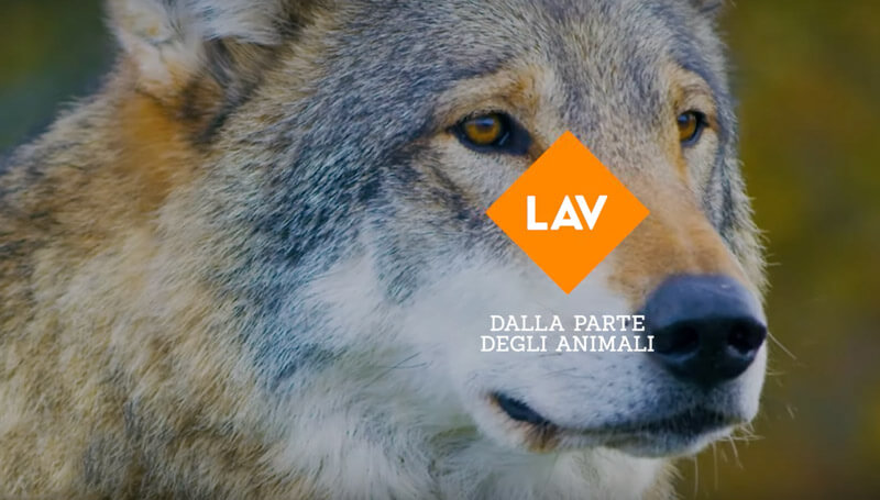 LAV, WWF, LNDC: ancora salvi i due lupi di Bolzano!