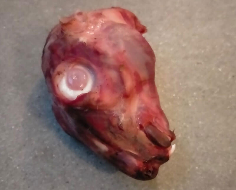 Una testa di animale è stata fatta trovare davanti la sede trentina della LAV 